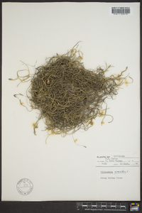 Tillandsia usneoides image