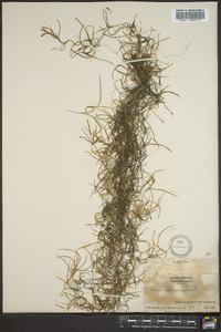 Tillandsia usneoides image