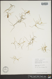 Tillandsia usneoides image