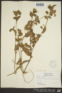 Commelina communis image