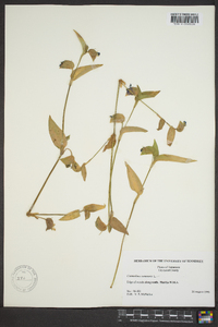 Commelina communis image