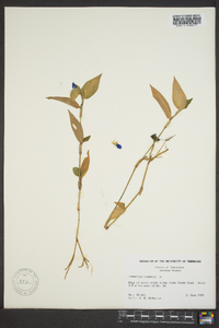 Commelina communis image