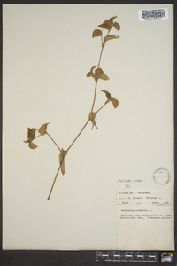 Commelina communis image