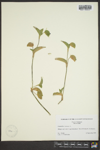 Commelina communis image