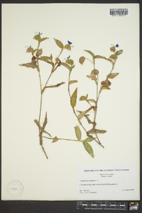 Commelina communis image