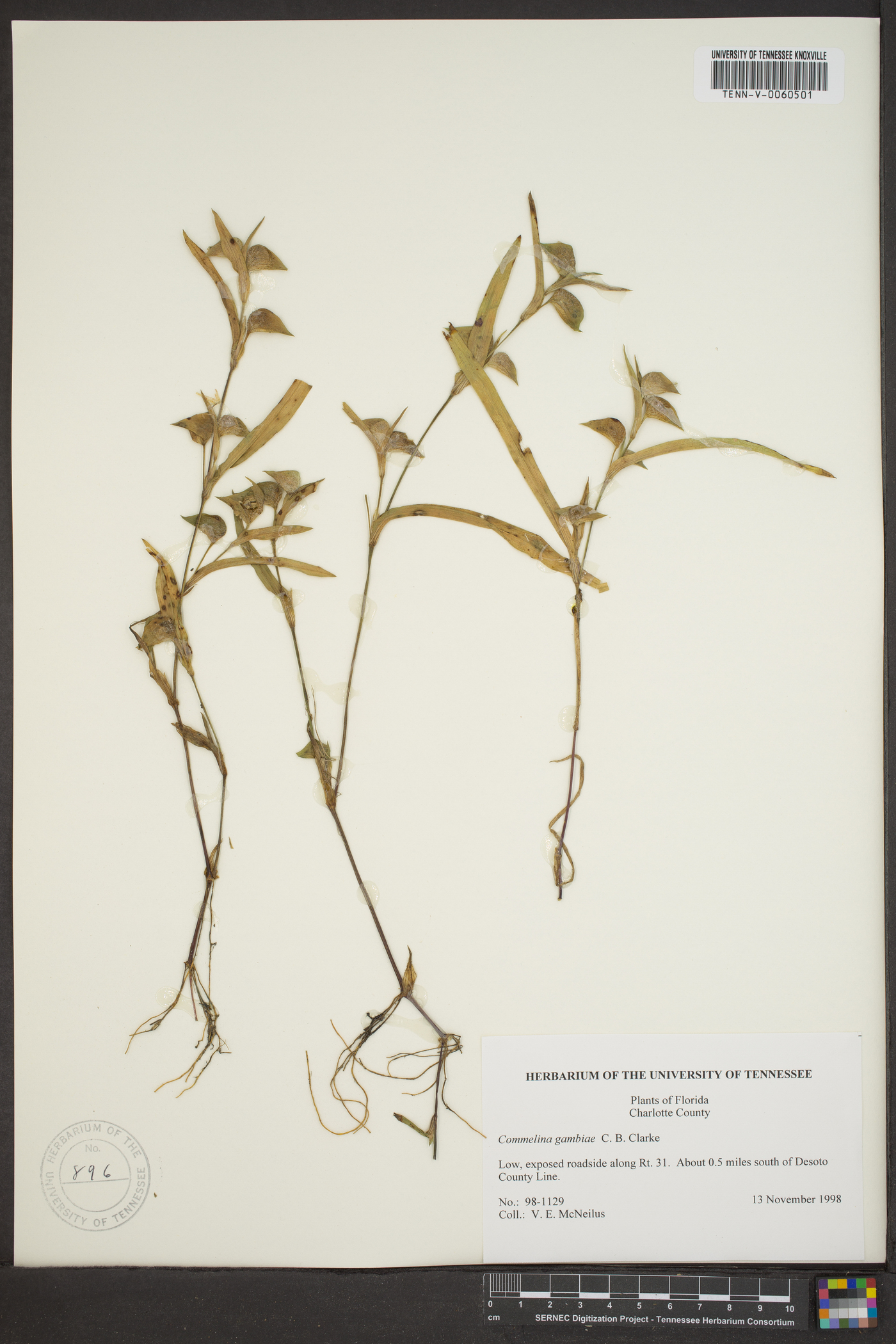 Commelina gambiae image