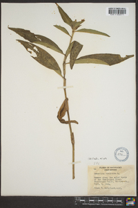 Commelina virginica image