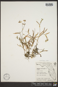 Murdannia nudiflora image