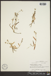 Murdannia nudiflora image