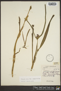 Tradescantia ohiensis image