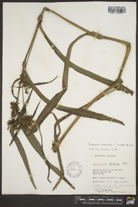 Tradescantia ohiensis image