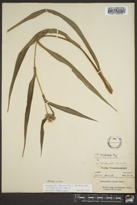 Tradescantia ohiensis image