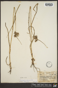 Tradescantia ohiensis image