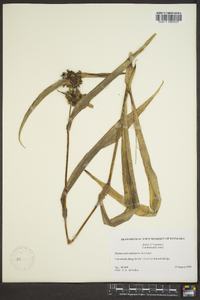 Tradescantia subaspera image