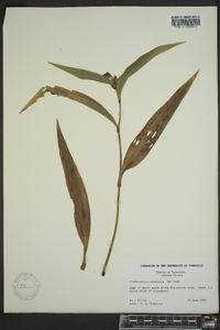 Tradescantia subaspera image