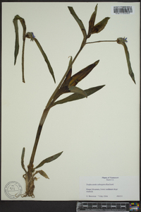 Tradescantia subaspera image