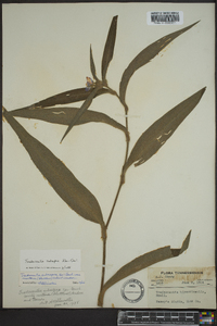 Tradescantia subaspera image