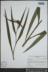 Tradescantia subaspera image