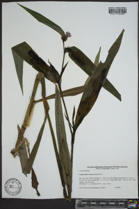 Tradescantia subaspera image