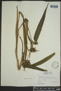 Tradescantia subaspera image