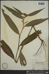 Tradescantia subaspera image