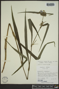 Tradescantia subaspera image