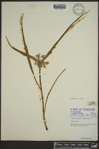 Tradescantia virginiana image