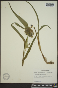 Tradescantia virginiana image