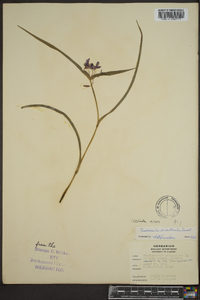 Tradescantia hirsuticaulis image