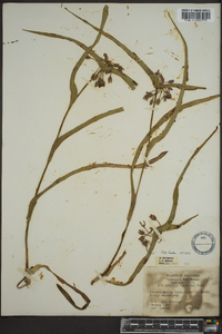 Tradescantia hirsuticaulis image