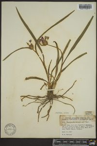 Tradescantia hirsuticaulis image