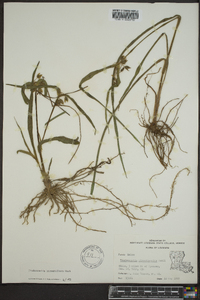 Tradescantia hirsuticaulis image