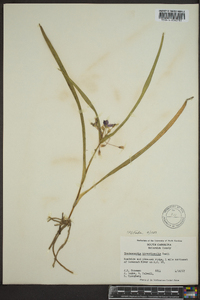 Tradescantia hirsuticaulis image