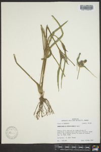 Tradescantia hirsuticaulis image