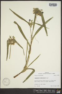 Tradescantia hirsuticaulis image