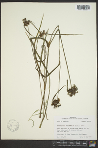 Tradescantia occidentalis image