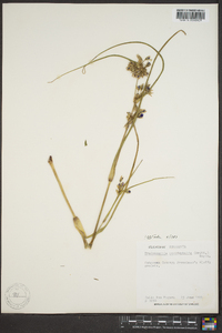 Tradescantia occidentalis image