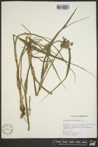 Tradescantia ohiensis image