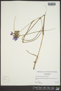 Tradescantia occidentalis image