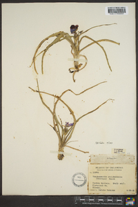 Tradescantia occidentalis image