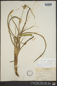 Tradescantia occidentalis image