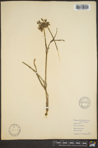 Tradescantia laramiensis image