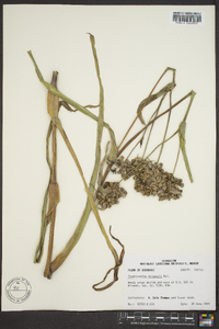 Tradescantia ohiensis image