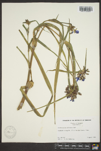 Tradescantia ohiensis image