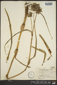 Tradescantia ohiensis image