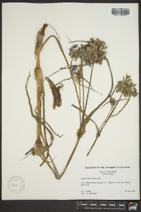 Tradescantia ohiensis image