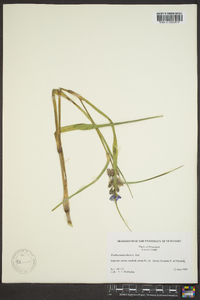 Tradescantia ohiensis image