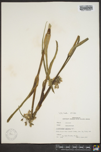 Tradescantia ohiensis image