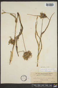 Tradescantia ohiensis image