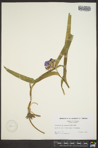 Tradescantia subaspera image